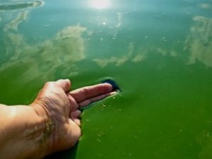 Cianobacterias en Buenos Aires: el mapa oficial muestra más sectores bajo alerta sanitaria