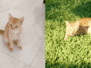 Indignación en Ricardone, mataron a un gato y lo colgaron de una sombrilla