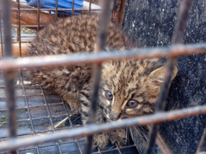 Rescataron a un gato montés cachorro en zona oeste