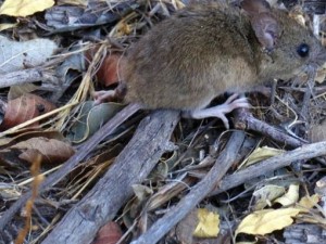 Alerta sanitaria en Salta: confirman 12 casos de hantavirus y cinco muertes