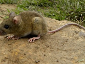 Hantavirus: la pareja de la víctima relató cómo fue la evolución fatal