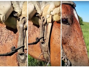 Alerta en Santa Fe por invasión de mosquitos: productores rurales prenden fogatas para proteger a los animales