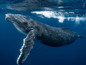 Ballena azul: el corazón del animal más grande del planeta puede pesar como un auto pequeño