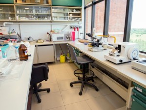 Cáncer de hígado: científicos argentinos destacan el rol de la epigenética para futuras terapias