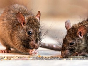 Leptospirosis: Provincia recuerda las medidas de prevención