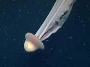 Expedición científica halló una medusa gigante en el Mar Argentino