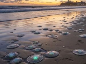 Medusas en la costa: el agua más cálida en Mar del Plata enciende la alerta entre turistas