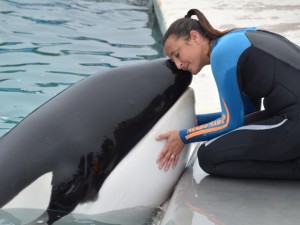 Murió Kshamenk, la orca rescatada, rehabilitada y cuidada durante más de 30 años en Mundo Marino