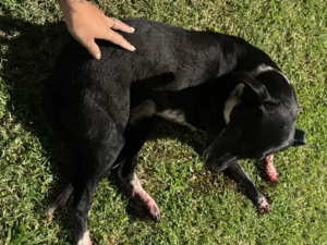 Indignación en Ricardone, mataron de un disparo a una perra comunitaria