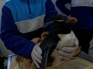 La desnutrición y la presión humana encabezaron las causas de rescate de animales marinos en 2025