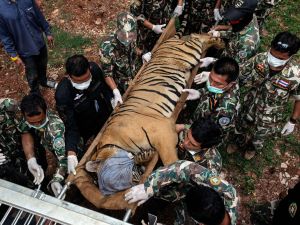 Mueren varios tigres en Tailandia: descartan riesgo para los humanos
