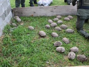 Rafaela: Gendarmería rescató 150 tortugas y 100 loros que viajaban ocultos en un camión