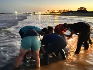 San Clemente del Tuyú: rescataron a un zifio varado, una especie de cetáceo muy poco frecuente