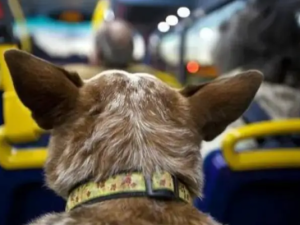 Mascotas podrán acompañar a sus dueños en transporte terrestre de larga distancia