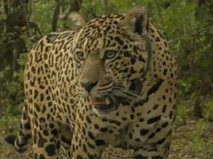 Ofrecen $250 millones como recompensa para localizar a la yaguareté Acaí